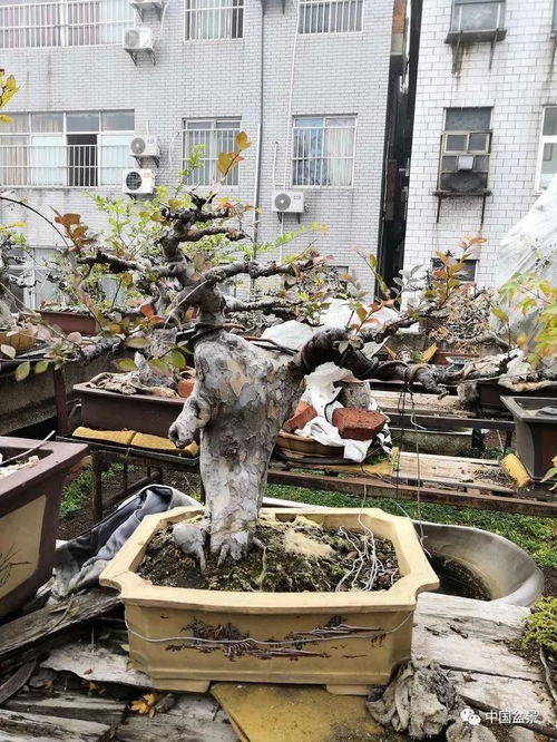 老骥伏枥写春秋