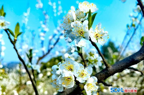 泸县太伏镇李子花迎春绽放，伏枥春色醉游人