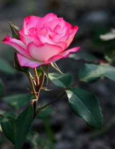 伏枥 从痰盂头到月季专辑，ZMF老骥伏枥的艺术新生